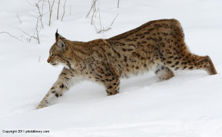 Illustration for article titled Caturday - Lynx lynx Edition